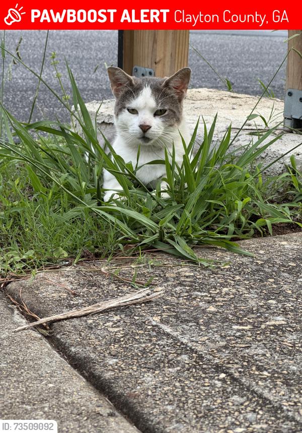 Lost Male Cat last seen Buckingham Dr and Panhandle Rd, Clayton County, GA 30228