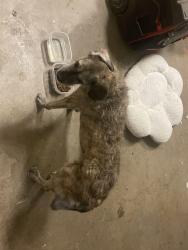 Reunited Female Dog last seen Hathman ln, Fort Worth, TX 76244
