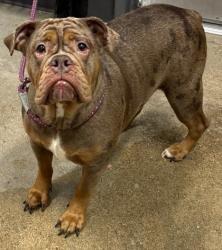 Shelter Stray Female Dog last seen Near Homer, 3rd District, OH, 9203 Detroit Ave, Cleveland, OH 44102, USA