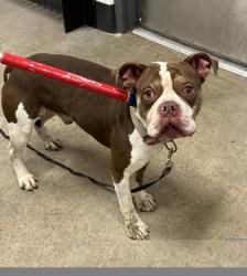 Shelter Stray Male Dog last seen E 130 & Drexmore, 4th District, OH, 9203 Detroit Ave, Cleveland, OH 44102, USA