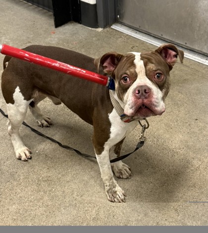 Shelter Stray Male Dog last seen E 130 & Drexmore, 4th District, OH, 9203 Detroit Ave, Cleveland, OH 44102, USA