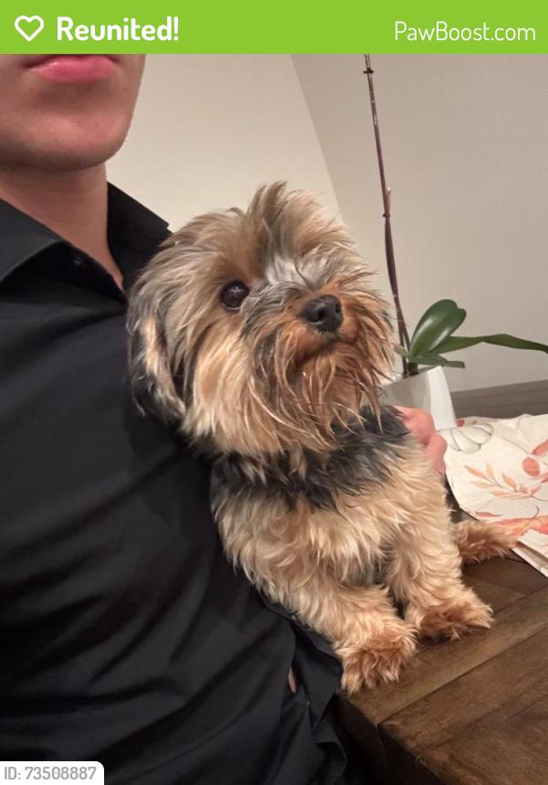Reunited Male Dog last seen Aspire drive, Sinclair RD, Kissimmee, FL 34747