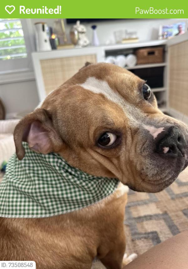 Reunited Male Dog last seen Daroco and Le June, Coral Gables, FL 33146