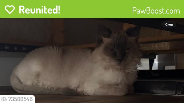 Reunited Unknown Cat last seen Del Webb lake las vegas, Henderson, NV 89011