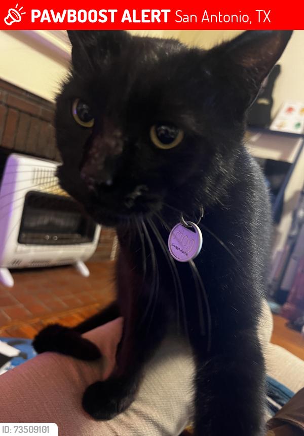 Lost Male Cat last seen Ashby and McCullough, San Antonio, TX 78212