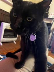 Lost Male Cat last seen Ashby and McCullough, San Antonio, TX 78212