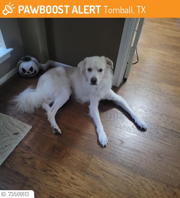 Found/Stray Male Dog last seen Willow wood junior high, Tomball, TX 77377