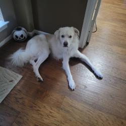 Found/Stray Male Dog last seen Willow wood junior high, Tomball, TX 77377