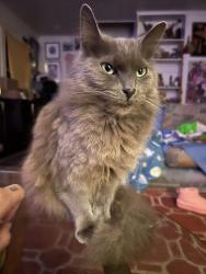 Reunited Female Cat last seen Vista, Beaverton, OR 97007