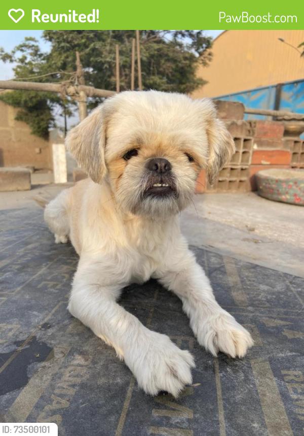 Reunited Female Dog last seen Copenhagen St, near 23921 Copenhagen St, Mission Viejo, CA, Mission Viejo, CA 92691