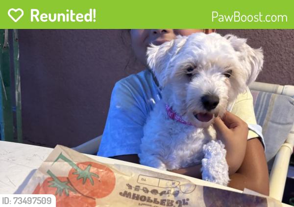 Reunited Female Dog last seen Robinson Drive, Haines City, FL 33844