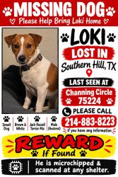 Lost Male Dog last seen Brookwood, Polk, Ledbetter, Dallas, TX 75224