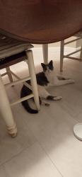 Reunited Unknown Cat last seen 98th & Russell, Bloomington, MN 55431