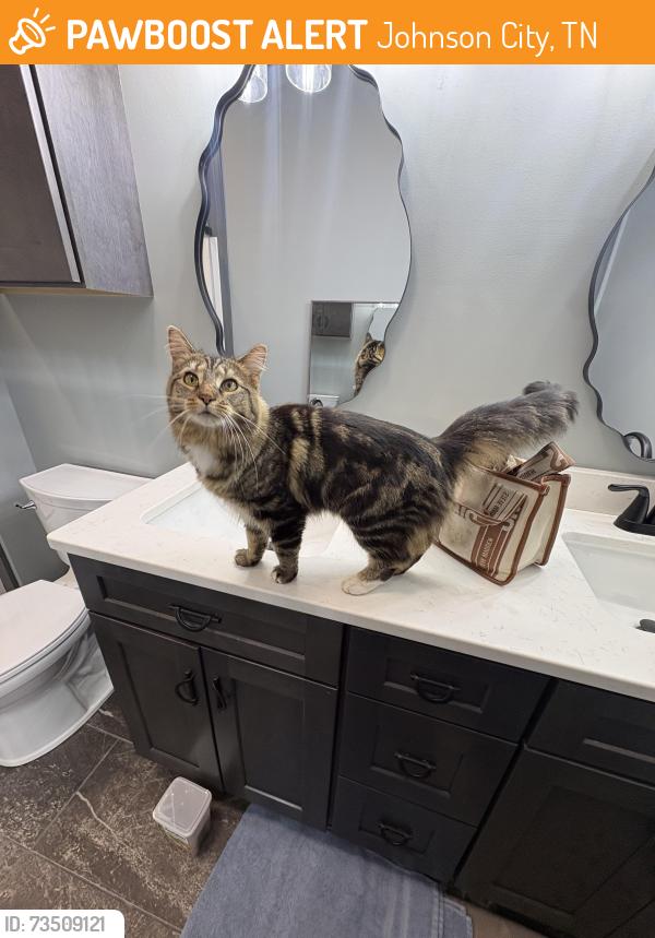 Found/Stray Unknown Cat last seen Motos Restaurant, Johnson City, TN 37601