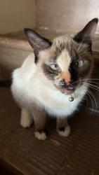 Reunited Female Cat last seen S Priest Dr & E Calle Vahi, Guadalupe, AZ 85283