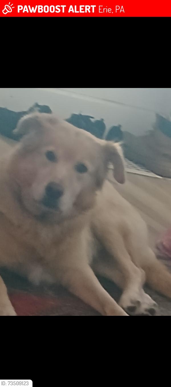 Lost Female Dog last seen hess ave, Erie, PA 16503