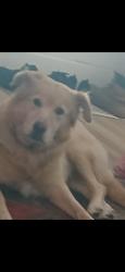 Lost Female Dog last seen hess ave, Erie, PA 16503