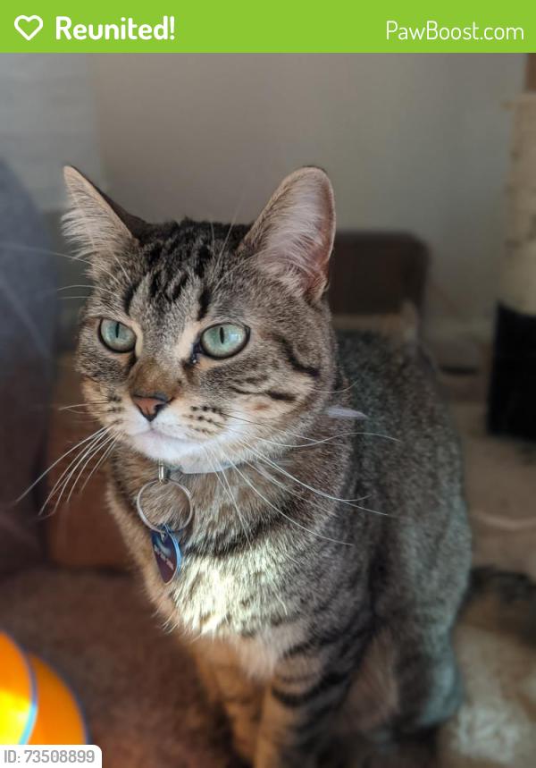 Reunited Female Cat last seen Bennett crossing, Bennett, CO 80102