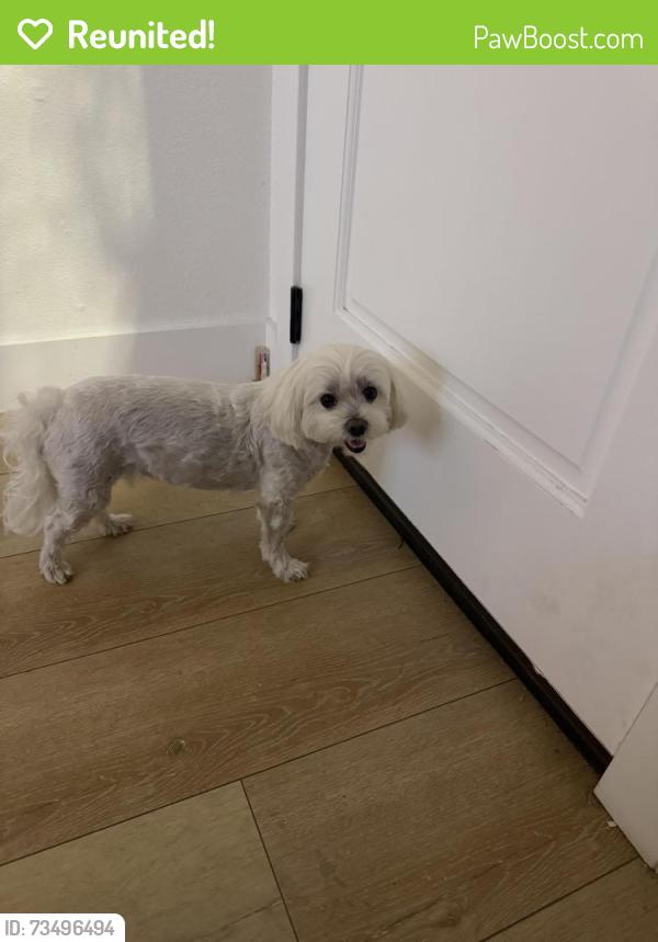 Reunited Female Dog last seen burning tree and, Fullerton, CA 92833