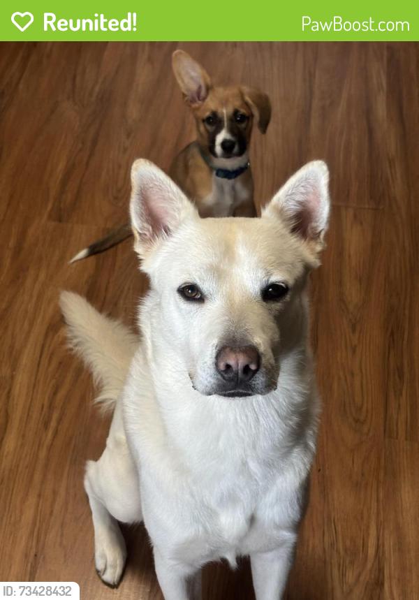 Reunited Male Dog last seen McGowan and Austin st, Houston, TX 77004