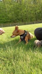 Reunited Male Dog last seen Northwoods Dr, Orange County, NC 27278