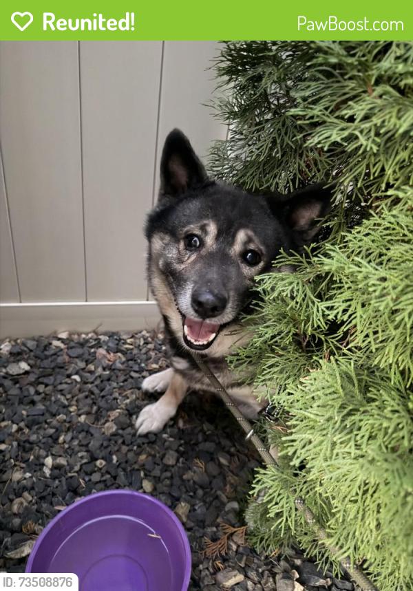 Reunited Male Dog last seen In Southcreek neighborhood, Southwest Ada County Alliance, ID 83709
