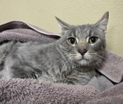 Shelter Stray Female Cat last seen NE 18th and Burton Road, VANCOUVER, WA, 98661, 1100 NE 192nd Ave, Vancouver, WA 98684, USA