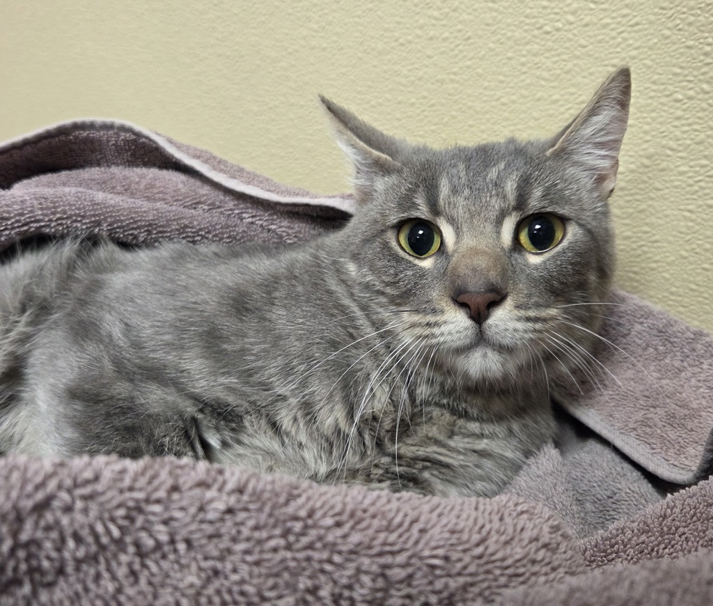 Shelter Stray Female Cat last seen NE 18th and Burton Road, VANCOUVER, WA, 98661, 1100 NE 192nd Ave, Vancouver, WA 98684, USA