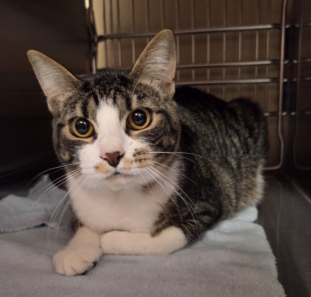 Shelter Stray Female Cat last seen West 34th St & Fruit Valley Road, VANCOUVER, WA, 98660, 1100 NE 192nd Ave, Vancouver, WA 98684, USA