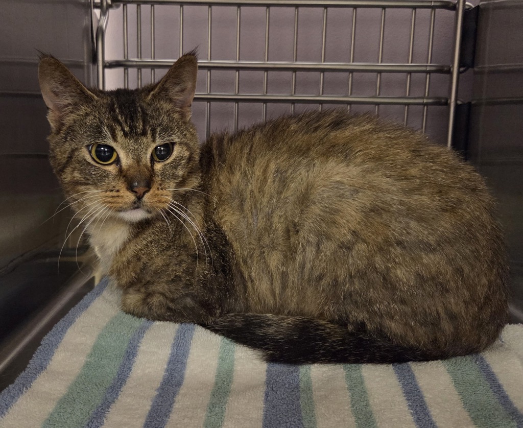 Shelter Stray Male Cat last seen NE 152nd Ave & NE 76th Cir, VANCOUVER, WA, 98682, 1100 NE 192nd Ave, Vancouver, WA 98684, USA
