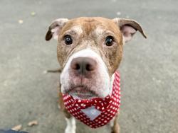 Shelter Stray Male Dog last seen Crotona Avenue, BRONX, NY, 10457, 326 E 110th St, New York, NY 10029, USA