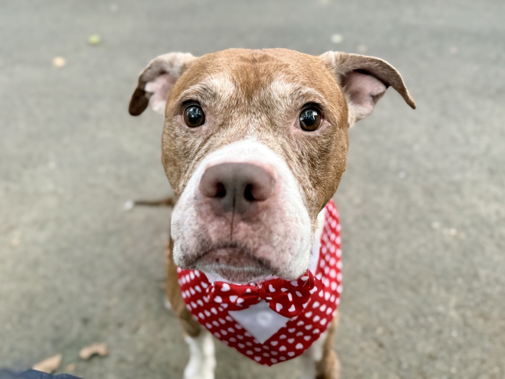Shelter Stray Male Dog last seen Crotona Avenue, BRONX, NY, 10457, 326 E 110th St, New York, NY 10029, USA