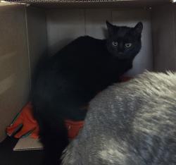 Shelter Stray Female Cat last seen NE 18th and NE Burton, VANCOUVER, WA, 98661, 1100 NE 192nd Ave, Vancouver, WA 98684, USA