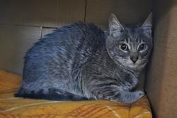 Shelter Stray Male Cat last seen NE 18th and NE Burton, VANCOUVER, WA, 98661, 1100 NE 192nd Ave, Vancouver, WA 98684, USA
