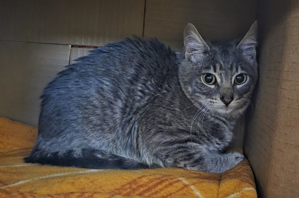 Shelter Stray Male Cat last seen NE 18th and NE Burton, VANCOUVER, WA, 98661, 1100 NE 192nd Ave, Vancouver, WA 98684, USA