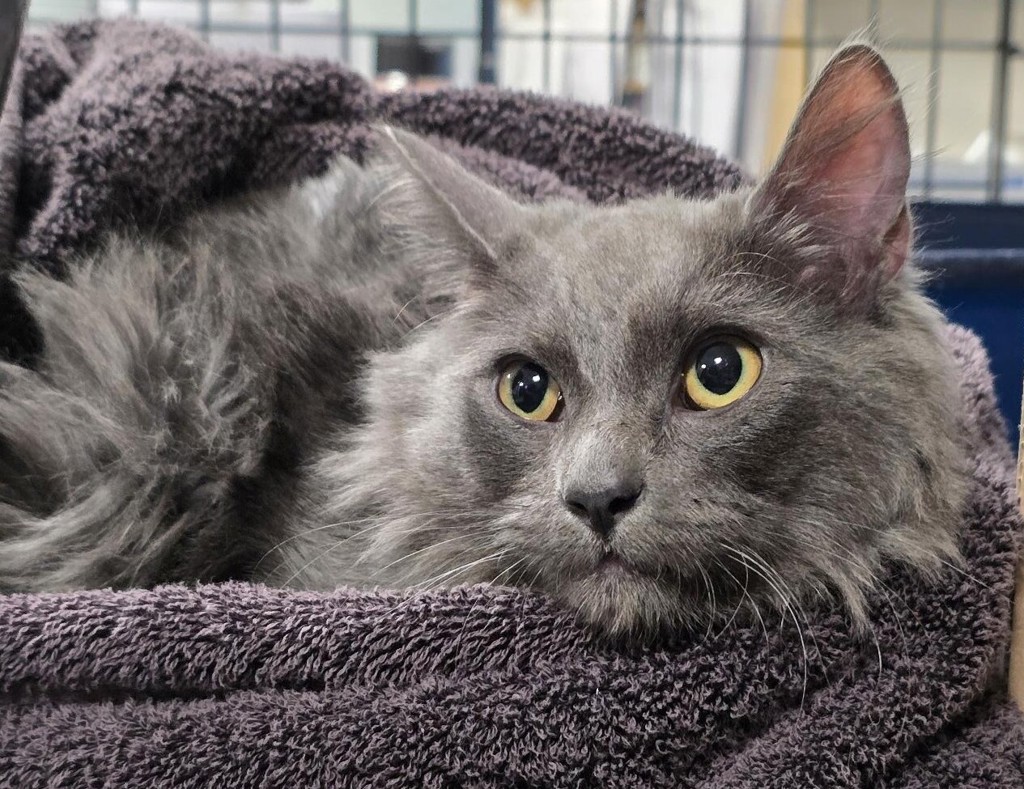 Shelter Stray Male Cat last seen NE 18th and NE Burton, VANCOUVER, WA, 98661, 1100 NE 192nd Ave, Vancouver, WA 98684, USA