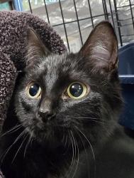 Shelter Stray Female Cat last seen NE 18th and NE Burton, VANCOUVER, WA, 98661, 1100 NE 192nd Ave, Vancouver, WA 98684, USA