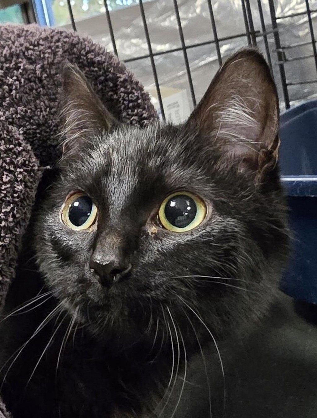 Shelter Stray Female Cat last seen NE 18th and NE Burton, VANCOUVER, WA, 98661, 1100 NE 192nd Ave, Vancouver, WA 98684, USA
