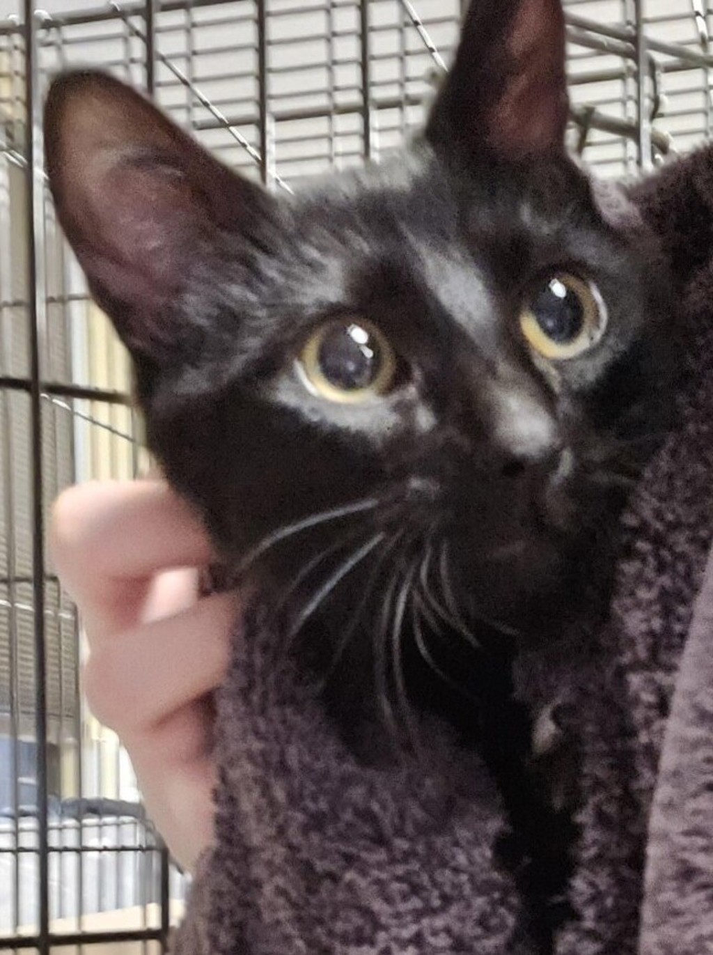Shelter Stray Female Cat last seen NE 18th and NE Burton, VANCOUVER, WA, 98661, 1100 NE 192nd Ave, Vancouver, WA 98684, USA