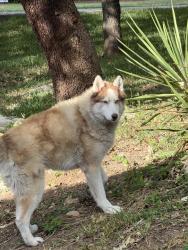Found/Stray Male Dog last seen Fair Oaks Ranch, Fair Oaks Ranch, TX 78015