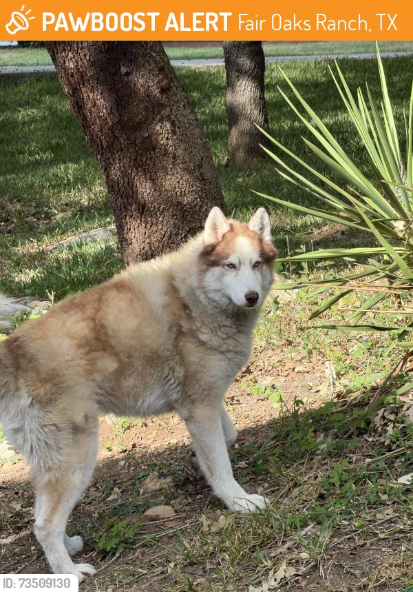 Found/Stray Male Dog last seen Fair Oaks Ranch, Fair Oaks Ranch, TX 78015