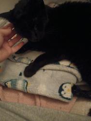 Reunited Male Cat last seen 12 mile, Madison Heights, MI 48071