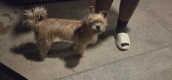 Found/Stray Male Dog last seen Commerce and Park Ave., Riverside, CA 92507