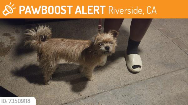 Found/Stray Male Dog last seen Commerce and Park Ave., Riverside, CA 92507