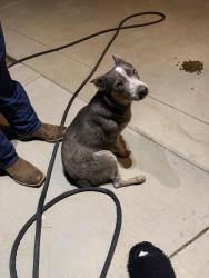 Found/Stray Female Dog last seen Ashlan/Academy, Fresno County, CA 93611