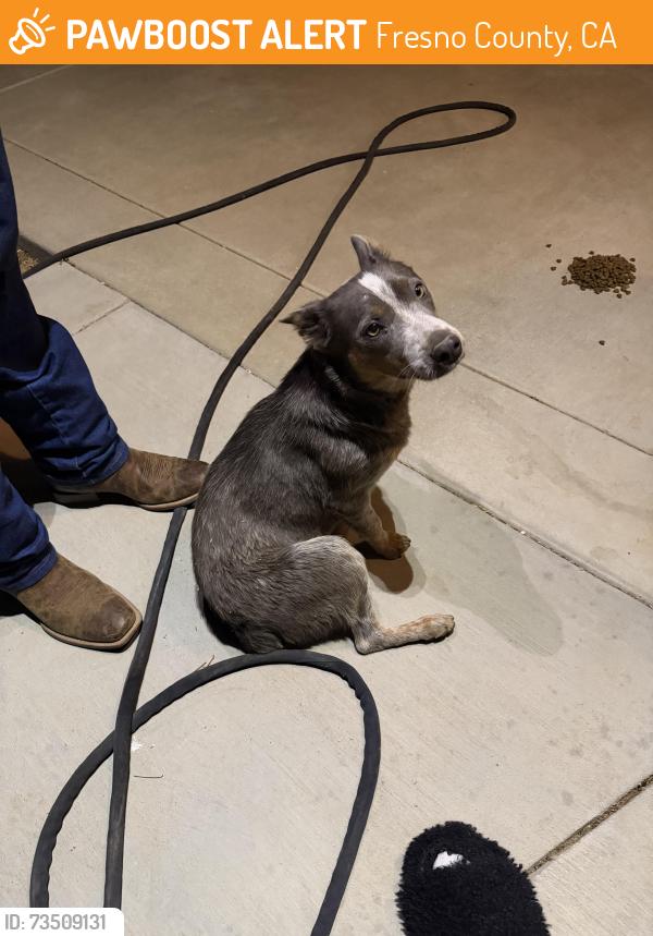 Found/Stray Female Dog last seen Ashlan/Academy, Fresno County, CA 93611