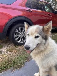 Found/Stray Female Dog last seen Near rosemont ave kannapolis nc 28081, Kannapolis, NC 28081