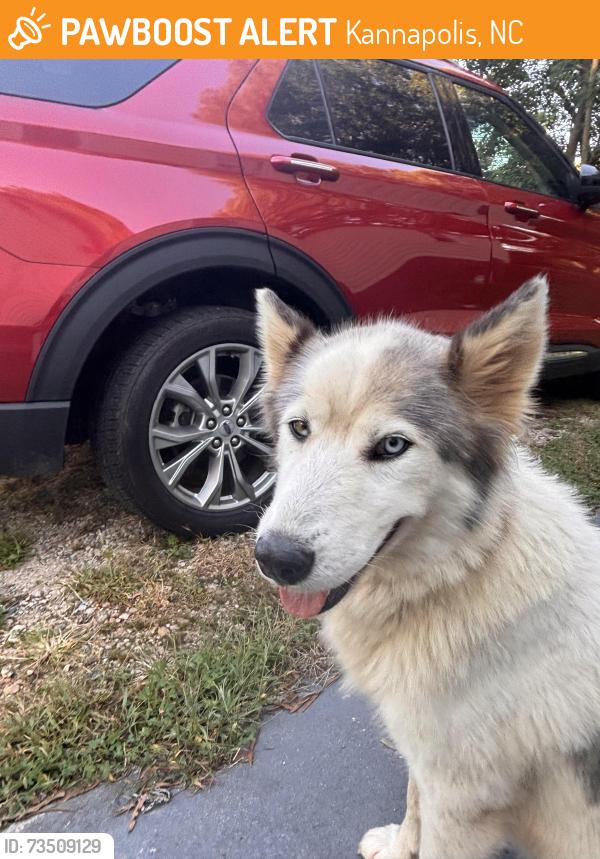 Found/Stray Female Dog last seen Near rosemont ave kannapolis nc 28081, Kannapolis, NC 28081