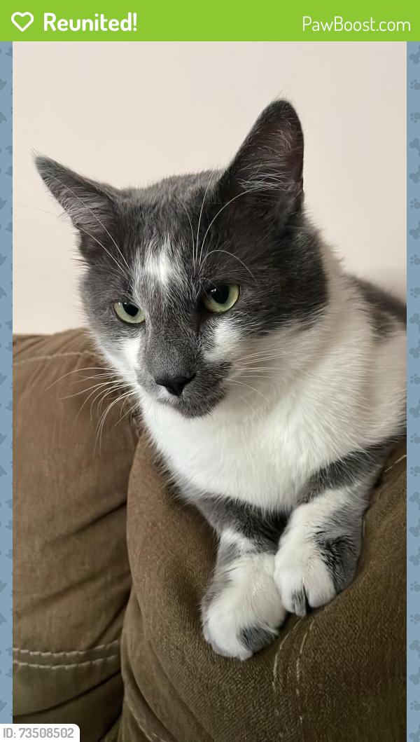 Reunited Male Cat last seen Near W Elm St, East Rochester, NY 14445, USA, East Rochester, NY 14445
