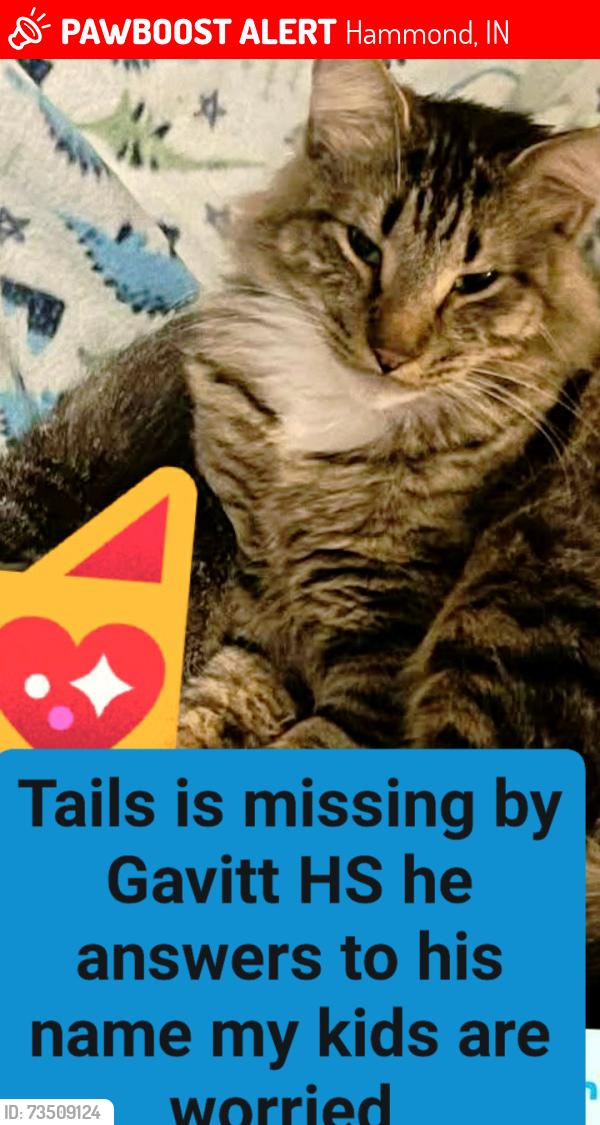 Lost Male Cat last seen Gavitt HS, Hammond, IN 46324